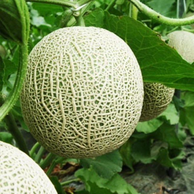 Hạt dưa lưới 10 hạt