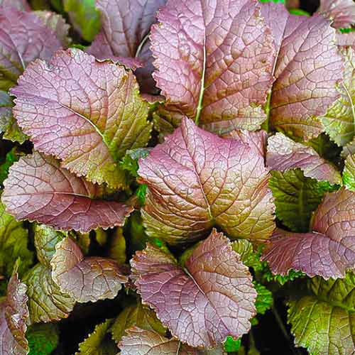 Hạt Giống Cải Mù Tạt Đỏ (318) 1gr