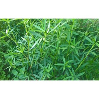 Gói 100gr hạt giống cỏ đậu stylo