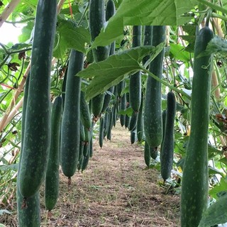 Hạt giống bí đao chanh, bí sặt - gói 1 gram