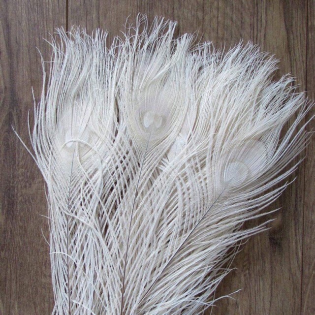Lông công phong thuỷ