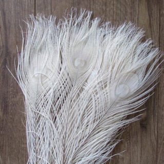 Lông công phong thuỷ