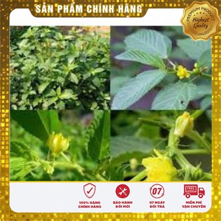 Hạt Giống Rau Đay Xanh(10gr)
