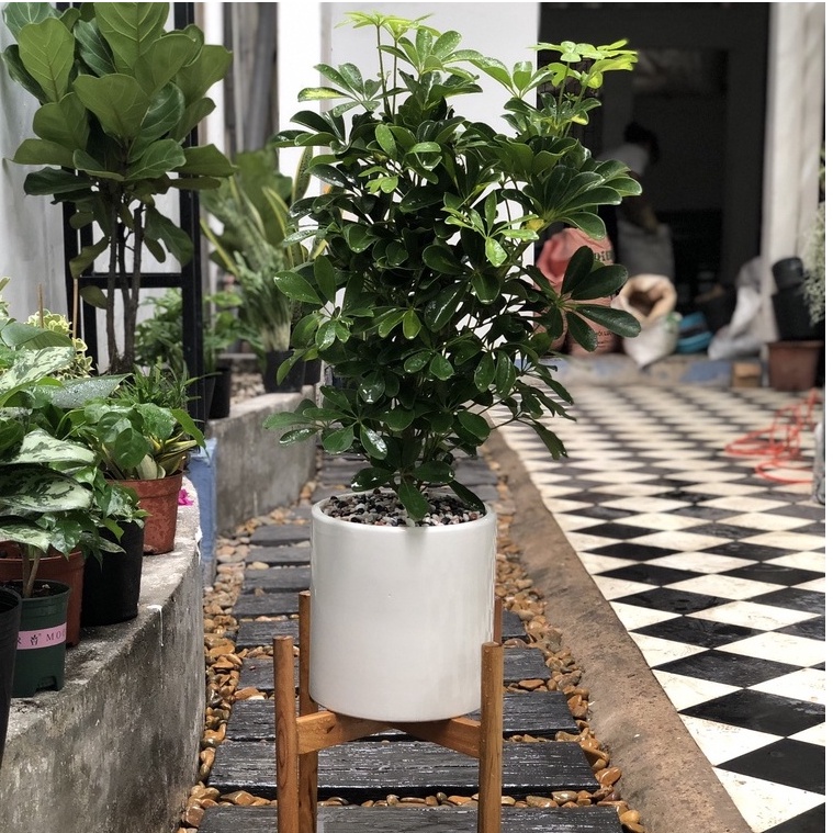 Cây Ngũ Gia Bì size nội thất trang trí văn phòng, nhà ở ( cây đuổi muỗi )