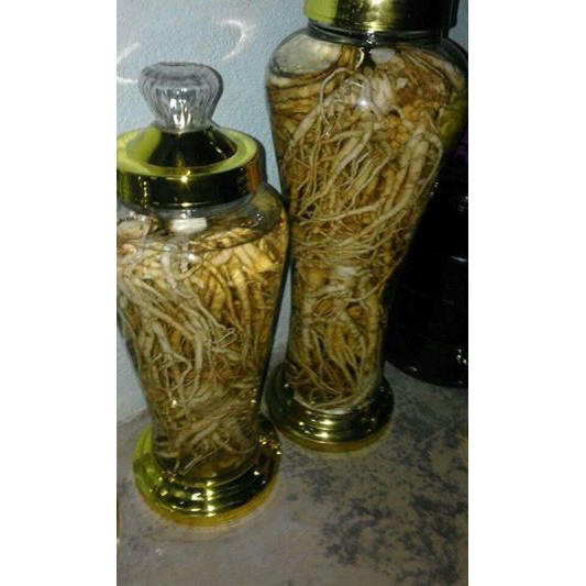 Sâm đương quy tươi 1kg