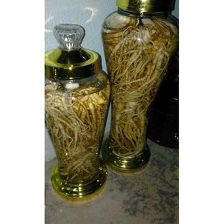Sâm đương quy tươi 1kg