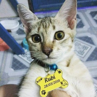 Thẻ tên thú cưng - PET