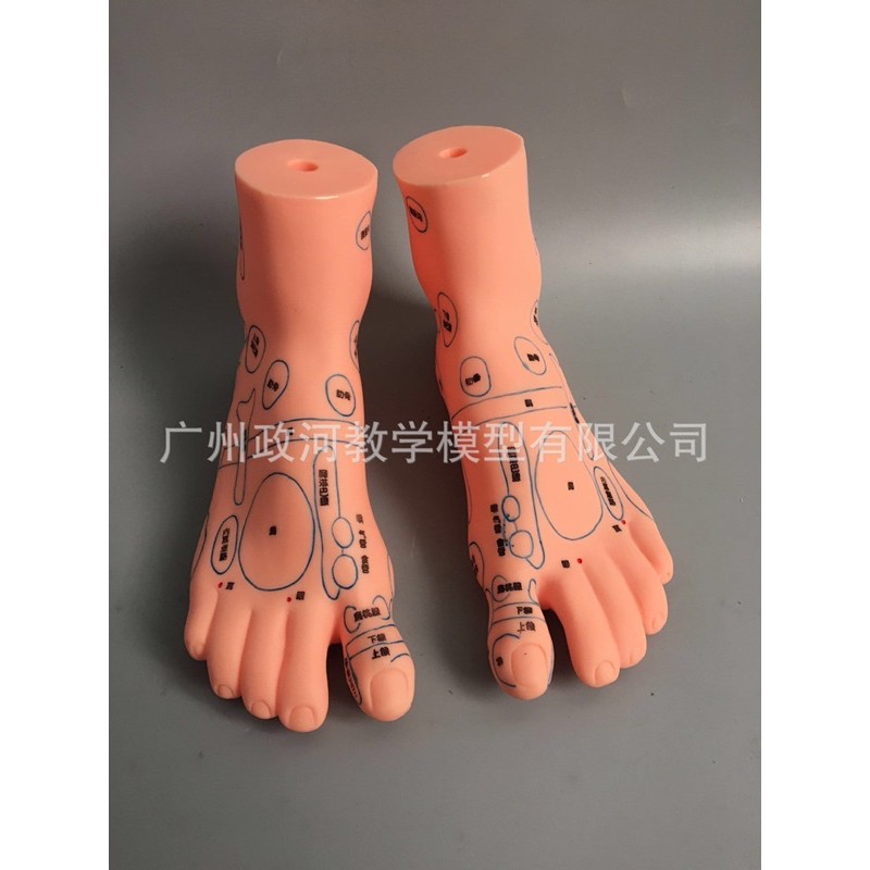 SALE MÔ HÌNH DỤNG CỤ ĐÔNG Y GIẢI PHẪU: huyệt vị chân, cột sống, người 5D MỚI