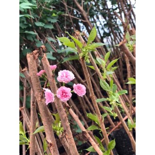 HOA ANH ĐÀO [cây giống]
