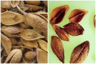 Liên kiều khô đẹp 100g
