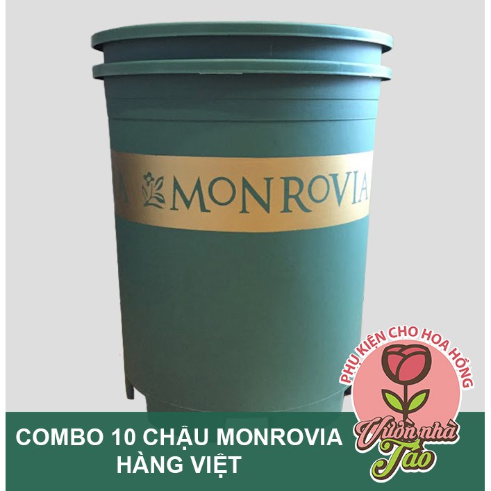 [COMBO 10 CHẬU] chậu Monrovia hàng Việt