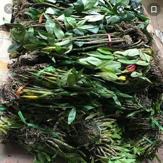 Combo 16 loại lan rừng giá rẻ nhất shopee tặng xơ dừa ghép lan.