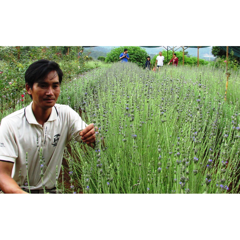1kg Lavender Đà Lạt - Hoa oải hương siêu thơm