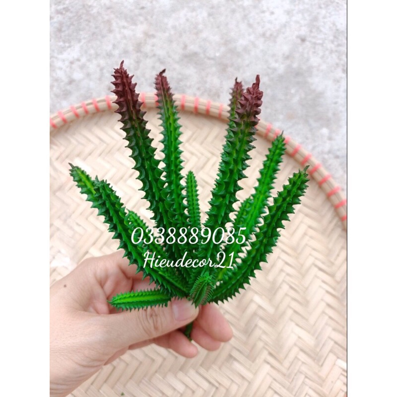 Cây xương rồng giả trang trí derco siêu xinh - đủ màu, hàng sẵn kho ạ