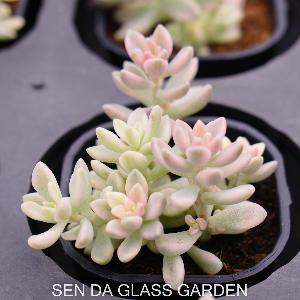 Sen đá kim tuyến var  7cm  GLASS GARDEN giống hình, khỏe, dễ trồng