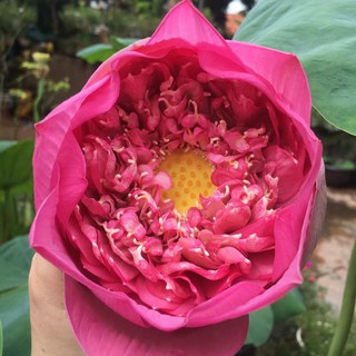 5 Hạt giống hoa sen bách diệp đủ màu siêu đẹp