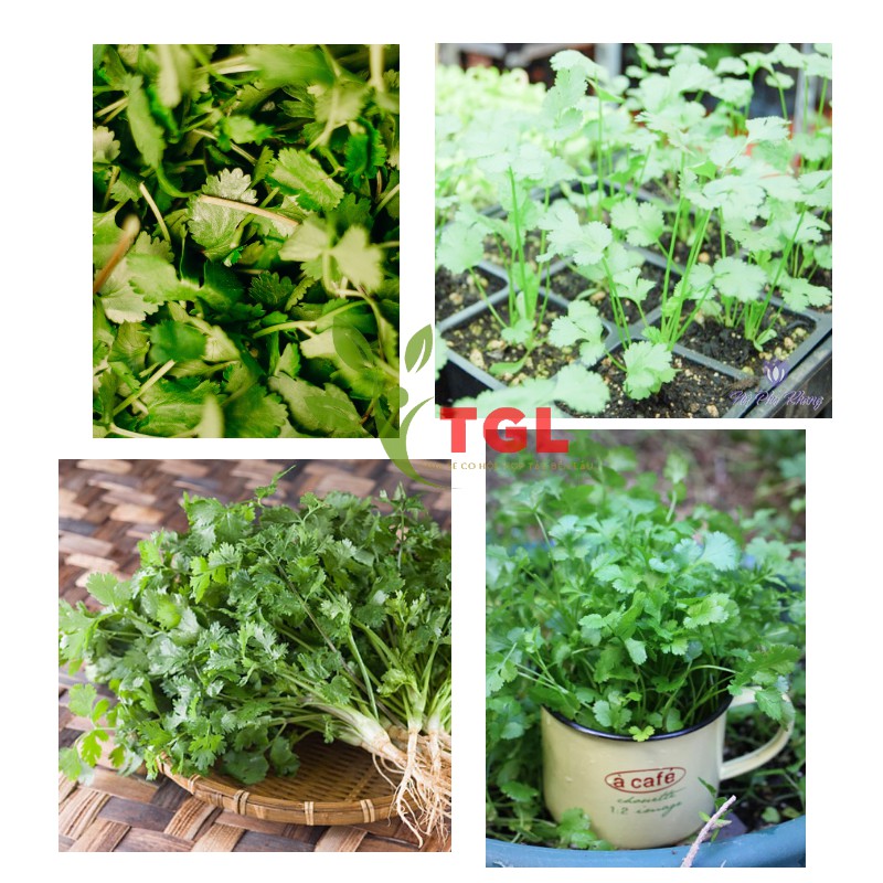Hạt Giống Rau Mùi Hạt Lớn, Ngò Pháp Phú Điền, Hạt giống rau củ quả chất lượng tốt - Gói 20 Gram