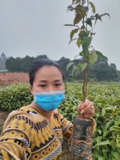 Cây Vú sữa