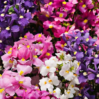 100 HẠT - HẠT GIỐNG HOA MÂY MIX