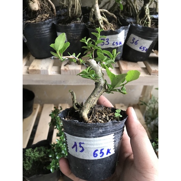 Sam hương phôi mini gốc rễ già