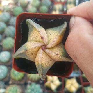 Xương rồng Astro vàng