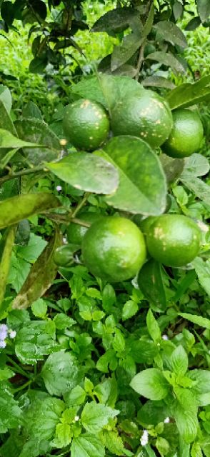 Combo 3 bao phân trùn 5kg. Phân hữu cơ