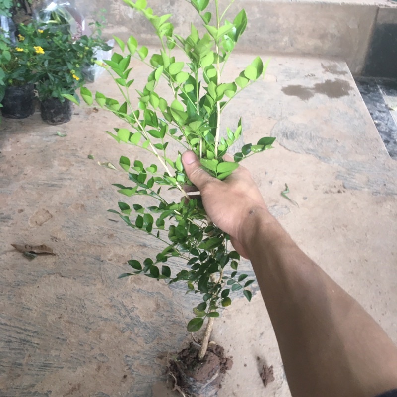 Cây Nguyệt Quế Trồng Bầu Nhỏ Thân Cao Nhiều Ngọn Dễ Chăm Sóc