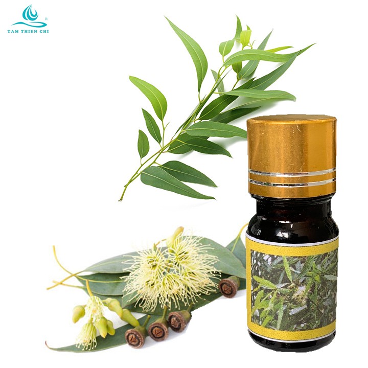 Tinh dầu Khuynh Diệp (Tràm Gió) Thiên Bình 5ml TTC