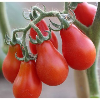 HẠT GIỐNG CÀ CHUA BI LÊ ĐỎ