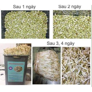 Máy làm giá đỗ sạch đa năng