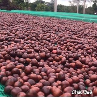 ROBUSTA Cà phê hạt rang xay+ pha máy pha phin cafe dak lak