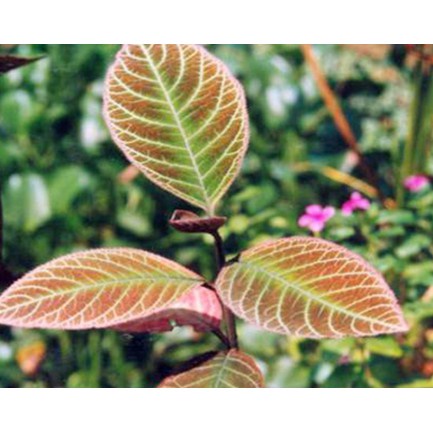 Lá khôi nhung thơm ngon sạch 1kg