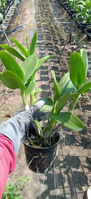 Hoa lan dendro màu vàng cánh hồng cây trưởng thành