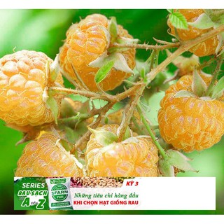 30 hạt mâm xôi quả vàng lạ