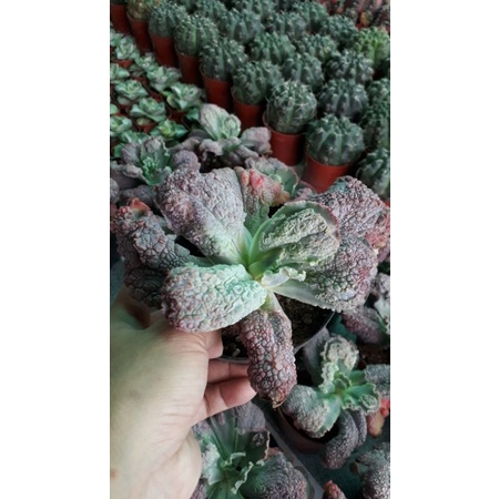 Sen đá thịt bò 90k