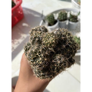 Xương rồng lobi bụi