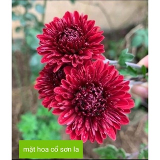 cây hoa cúc cổ sơn la ( cây giống)