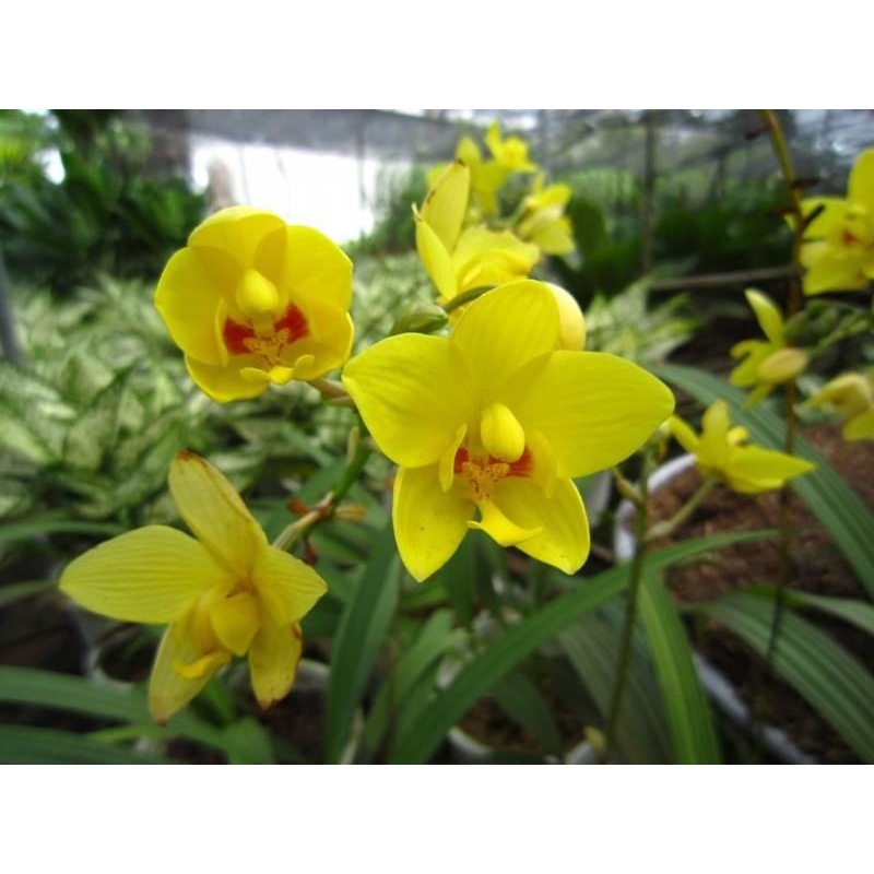 CÂY GIỐNG HOA ĐỊA LAN VÀNG, LAN CHU ĐINH ,, Cây cảnh, dễ trồng GIÁ RẺ, nở quanh năm, Cây Tươi Nguyên CTN1030