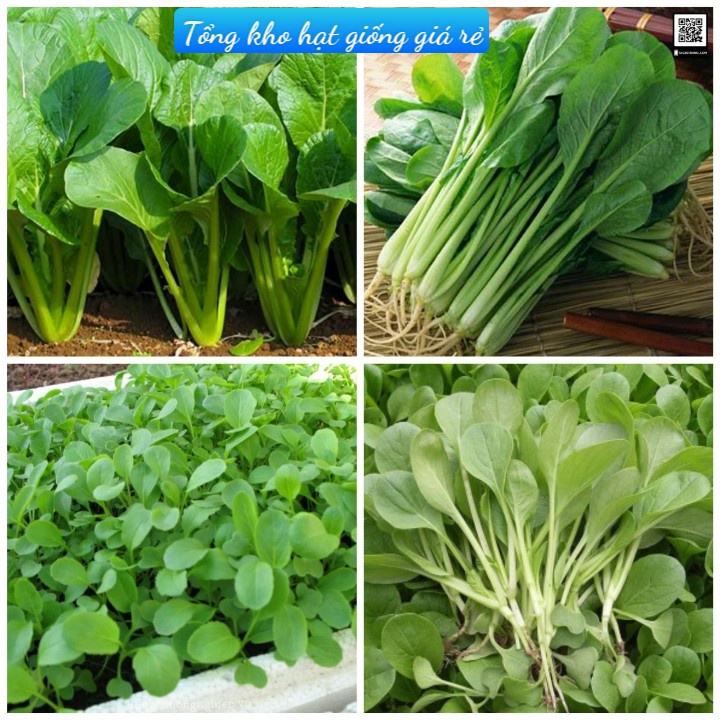 Hạt Giống Rau Cải Ngọt(Gói 20 g )Dễ Trồng &amp;Năng Suất Cao-Tổng kho hạt giống giá rẻ