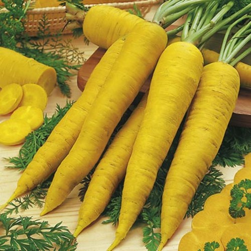 Hạt Giống Cà Rốt Vàng Chịu Nhiệt  -  - Giàu Dinh Dưỡng , Năng Suất Cao