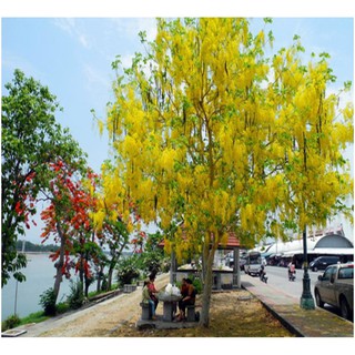 Hạt giống Hoa hoàng yến - Rau củ quả trồng tại vườn, sân thượng, nông trang, ban công