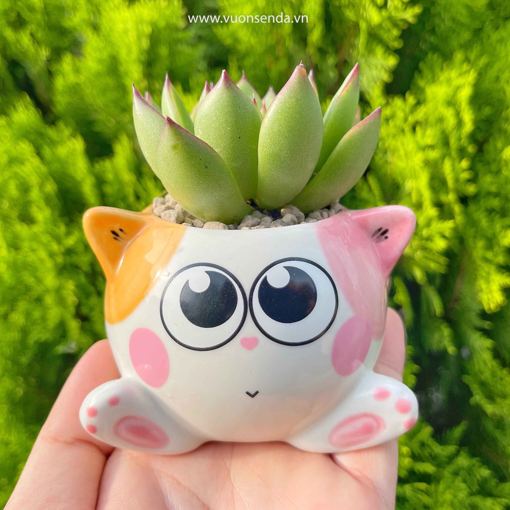 Chậu mèo 6x8cm - Chậu trồng sen đá dễ thương