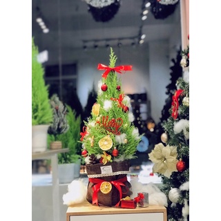 Cây tùng thơm giáng sinh noel 60-70cm