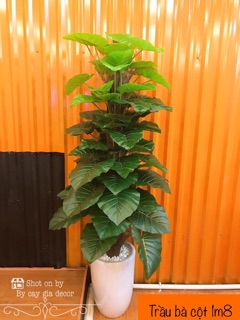 Trầu bà leo cột 1m8