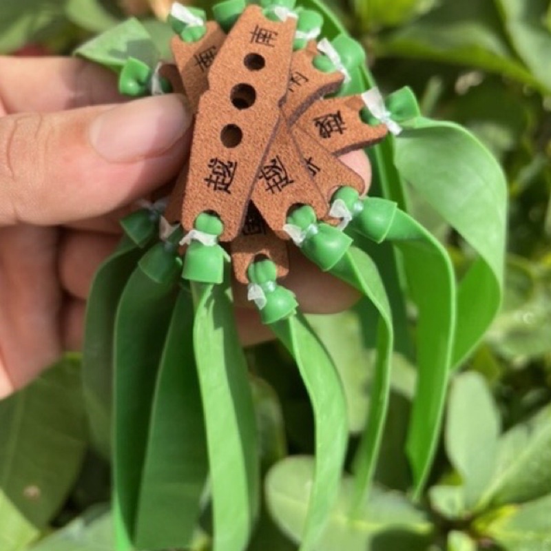 Dây quỷ xanh cột da chữ tàu size 15cm-16cm-17cm-18cm