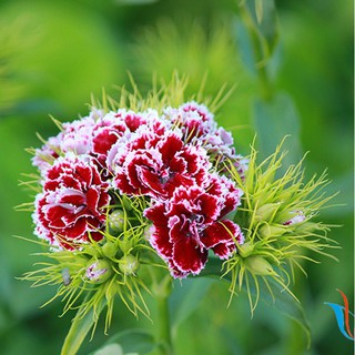 Hạt giống hoa cẩm chướng