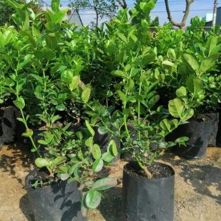 cây giống siro