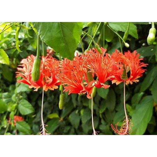 cây giống Hoa Dâm Bụt Lồng Đèn Cổ ( lồng đèn, đỏ cổ, cánh phượng)