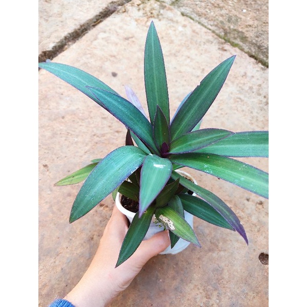 Chậu cứng Tradescantia spathacea