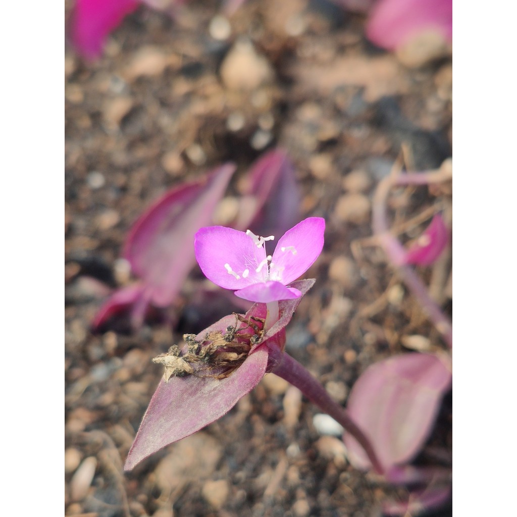 Cây Tradescantia Zebrina 'Deep Purple' (Thài Lài Siêu Tím Deep Purple) (không phải Thài Lài Tím Thường) chậu nhựa